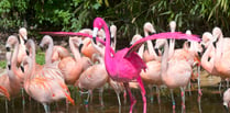 Birdworld reveals world's pinkest bird to celebrate new experience