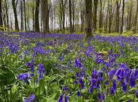 (AH p1 pic story) Beautiful bluebells blooming in woodland