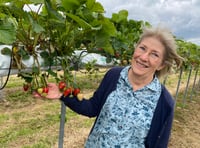 Strawberry fields forever: Durleighmarsh PYO is cream of Rother Valley