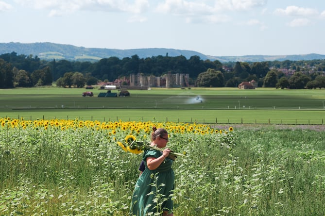 Cowdray's sunflower picking patch at the Maize Maze 2024