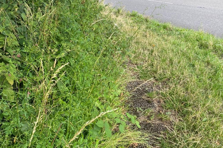 Overgrown Chawton A31 path PIC2