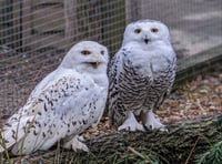 Love conquers owl at Birdworld as Moose finds new mate 