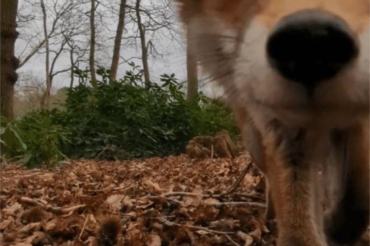 RSPCA, fox steals phone from rescue officer 