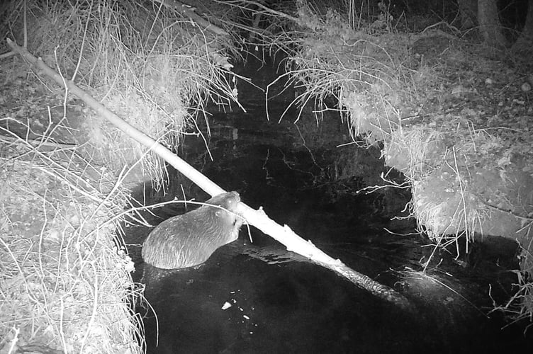 Beaver SDNPA wildlife cam