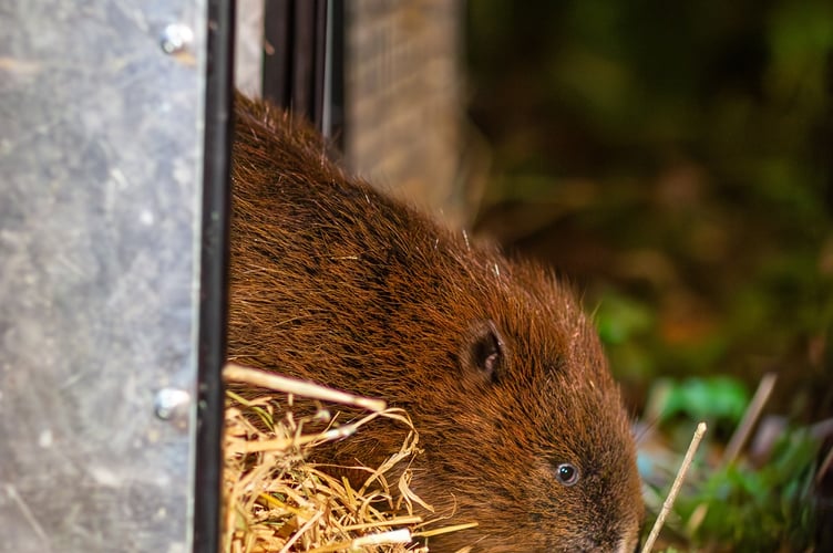 Beaver release at the South Downs National Park in December 2024,