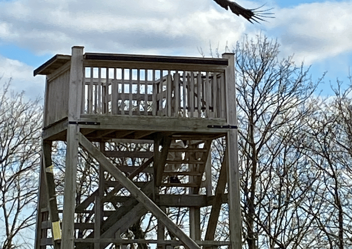 Eagle or vulture, Hawk Conservancy Trust, Andover, March 16th 2025.