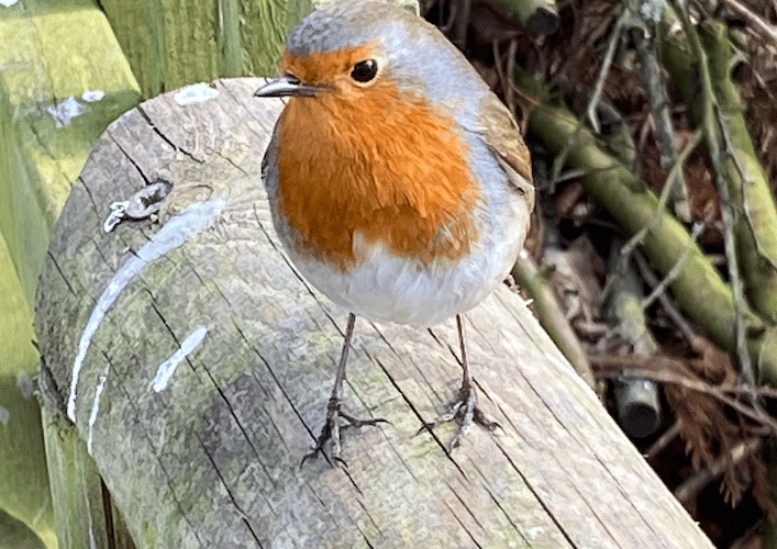 Robin, Hawk Conservancy Trust, Andover, March 16th 2025.