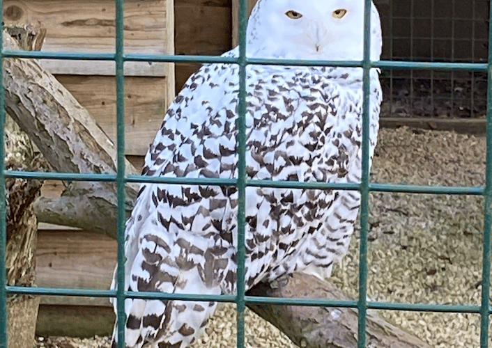 Snowy Owl, Hawk Conservancy Trust, Andover, March 16th 2025.