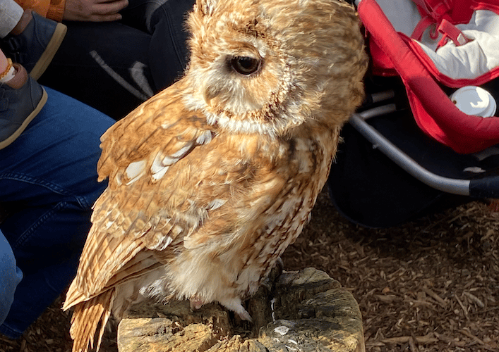 Tawny Owl, Hawk Conservancy Trust, Andover, March 16th 2025.