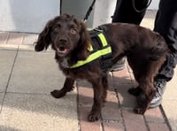 Dogged new recruits unleashed to fight digital crime